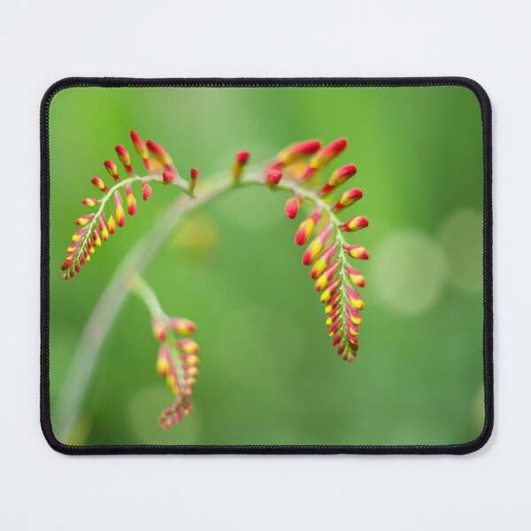 Item preview, Crocosmia Flower designed and sold by Alisonchambers2.