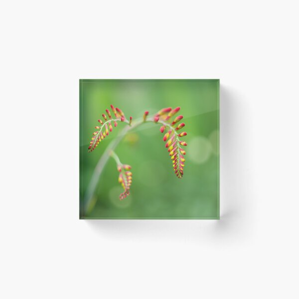Item preview, Crocosmia Flower  designed and sold by Alisonchambers2.