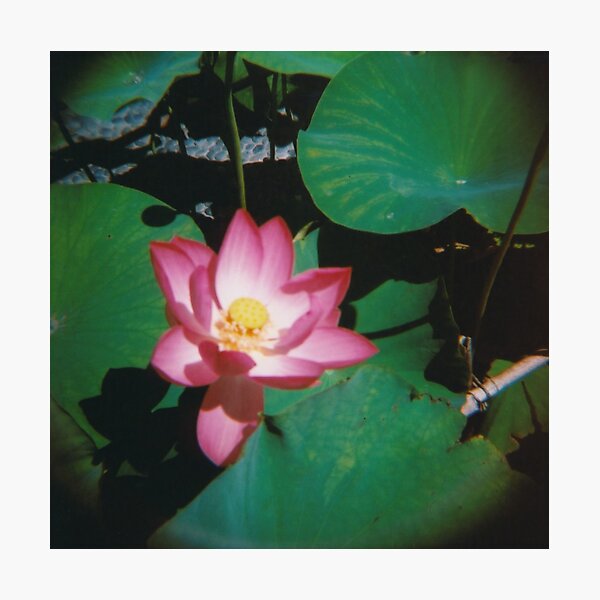 Lotus flower Photographic Print