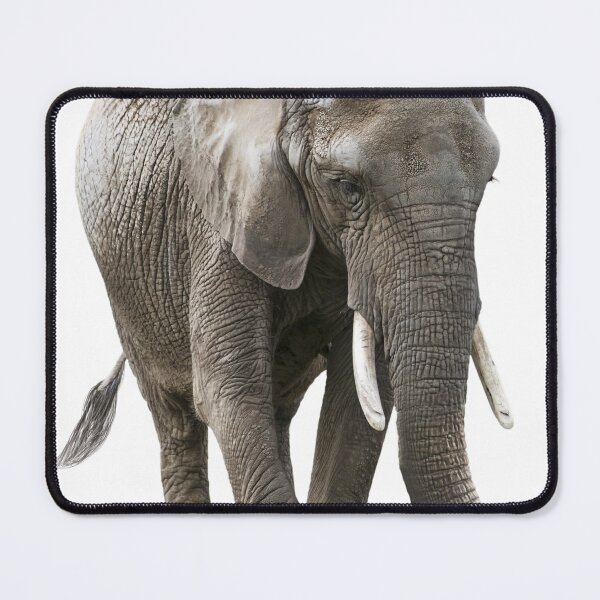 Item preview, Young African Elephant isolated on white background designed and sold by svetlanna.