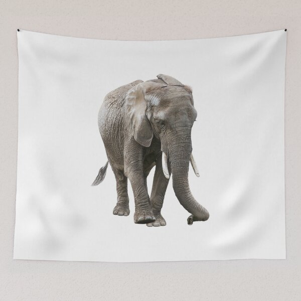 Item preview, Young African Elephant isolated on white background designed and sold by svetlanna.