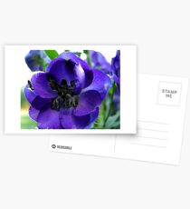 Tall And Purple Delphinium Postcards