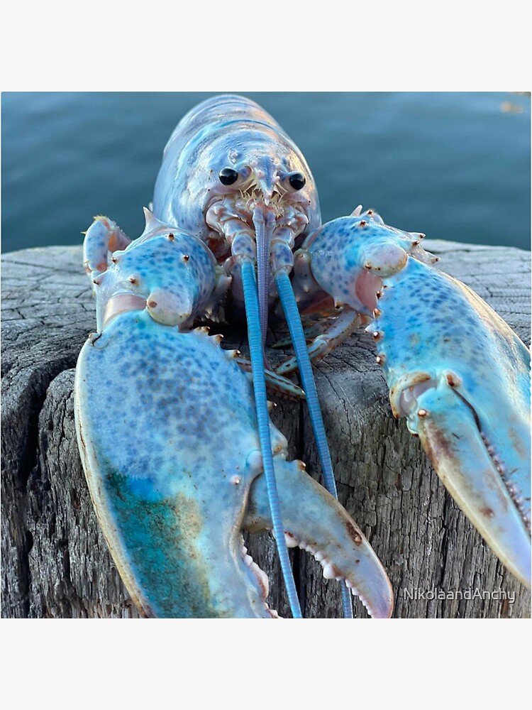 Blue Lobster | Vinyl Sticker Blue Lobster | Vinyl Sticker