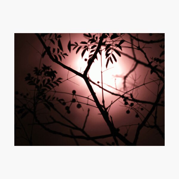 See Into The Trees Photographic Print