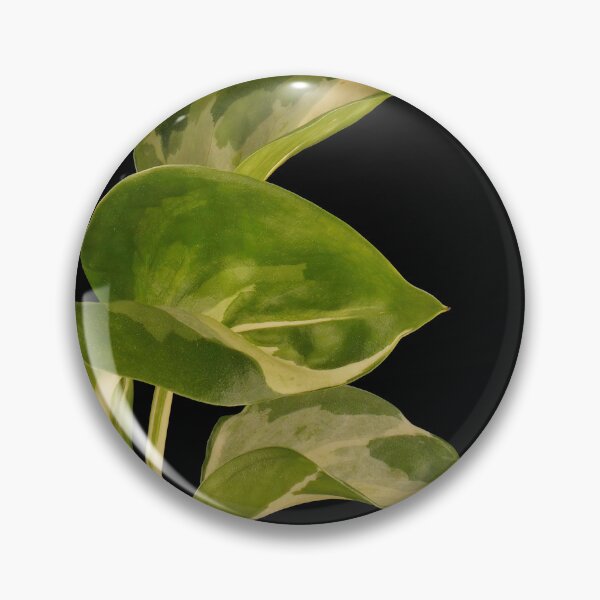 Item preview, Epipremnum Aureum Manjula (Money Plant) designed and sold by plantsbutbetter.