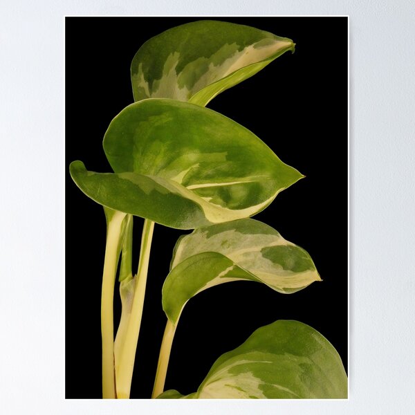 Item preview, Epipremnum Aureum Manjula (Money Plant) designed and sold by plantsbutbetter.