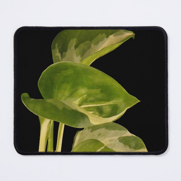 Item preview, Epipremnum Aureum Manjula (Money Plant) designed and sold by plantsbutbetter.