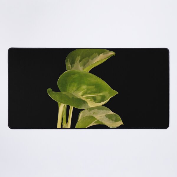Item preview, Epipremnum Aureum Manjula (Money Plant) designed and sold by plantsbutbetter.
