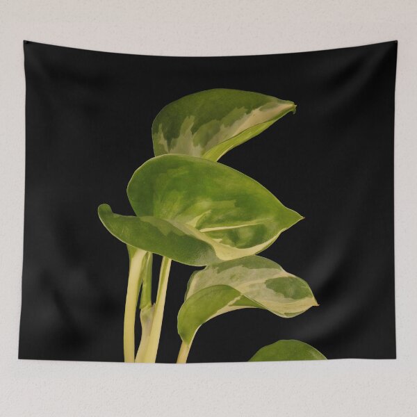 Item preview, Epipremnum Aureum Manjula (Money Plant) designed and sold by plantsbutbetter.