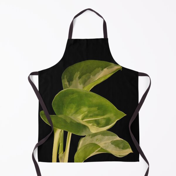 Item preview, Epipremnum Aureum Manjula (Money Plant) designed and sold by plantsbutbetter.