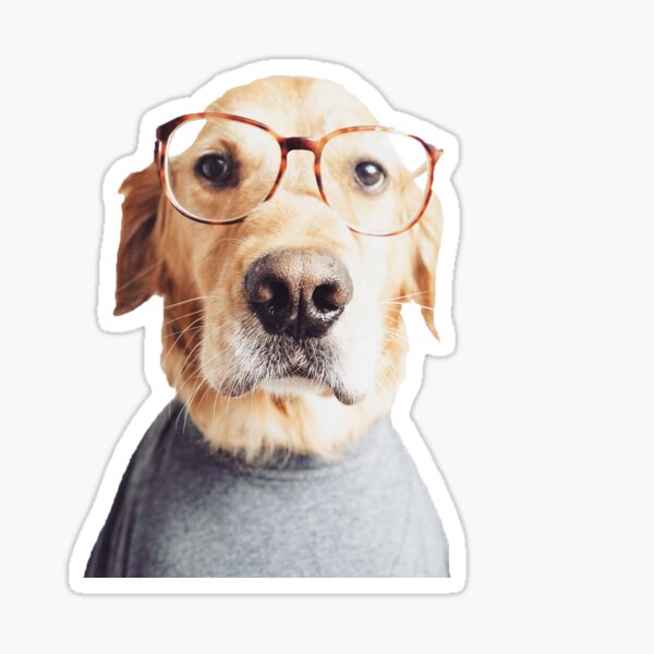 Golden in Glasses Sticker