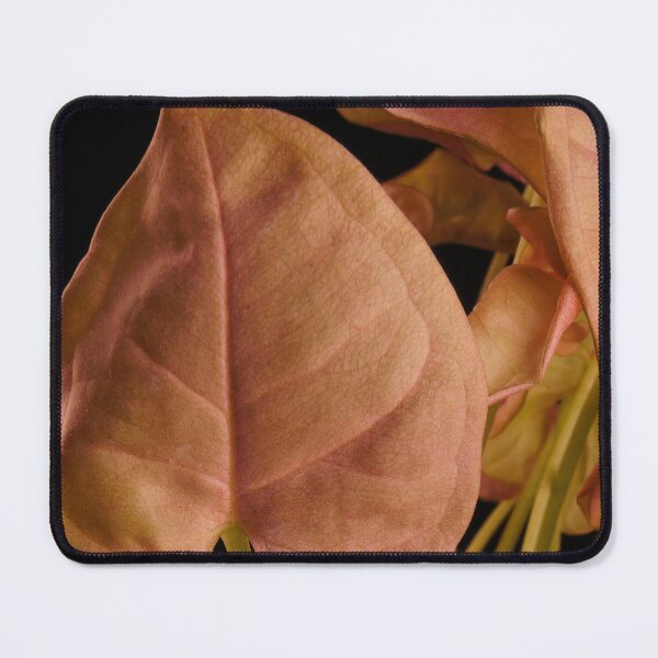 Item preview, Syngonium Neon Robusta Pink designed and sold by plantsbutbetter.