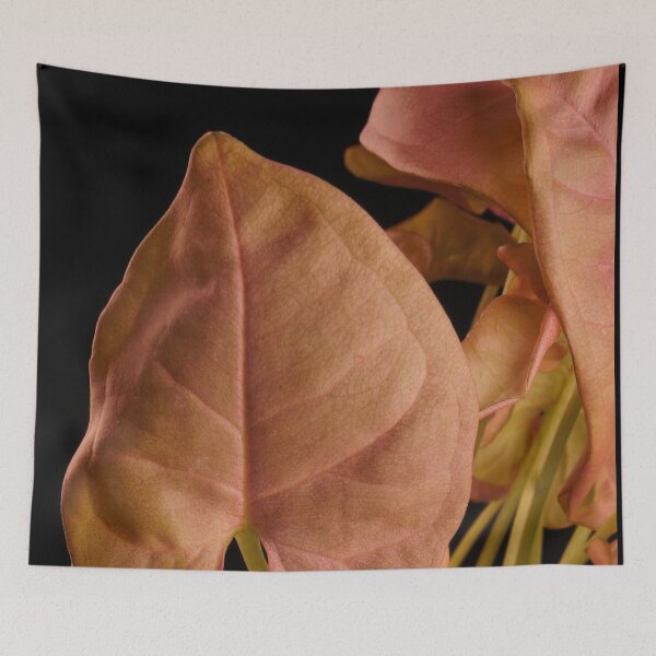 Item preview, Syngonium Neon Robusta Pink designed and sold by plantsbutbetter.