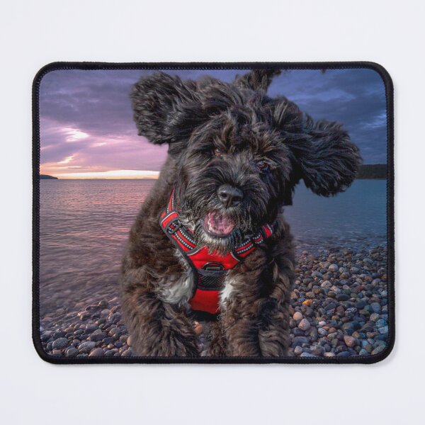 Item preview, Portuguese Water Dog Fun! designed and sold by oliviasphotos.