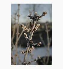 Freezing Photographic Print