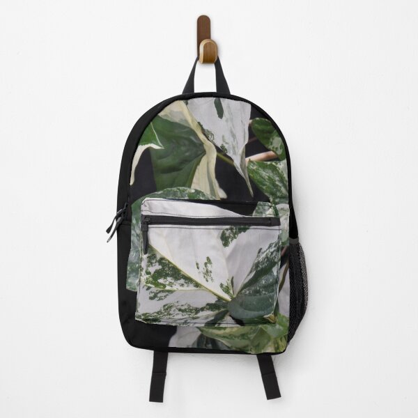 Item preview, Syngonium Albo Varigated designed and sold by plantsbutbetter.