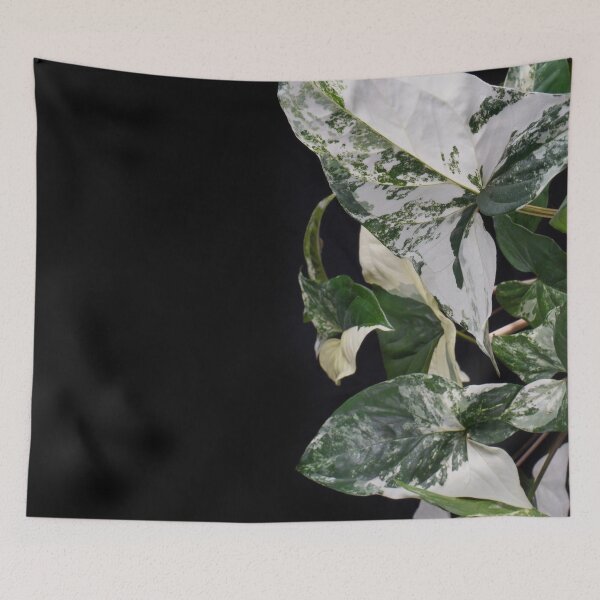 Item preview, Syngonium Albo Varigated designed and sold by plantsbutbetter.