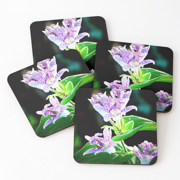Item preview, Tricyrtis hirta designed and sold by angel1.