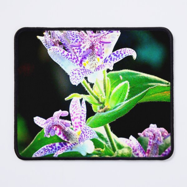 Item preview, Tricyrtis hirta designed and sold by angel1.