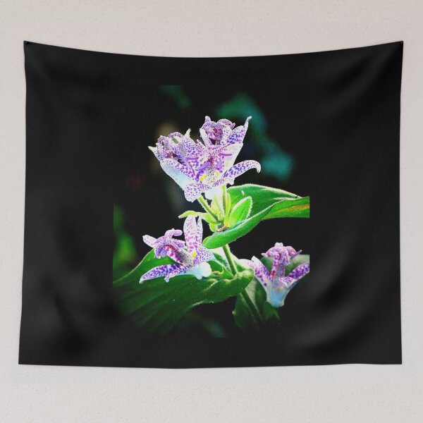 Item preview, Tricyrtis hirta designed and sold by angel1.