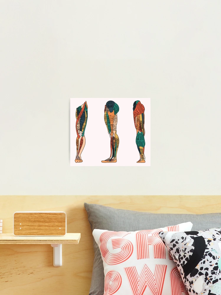 Labeled Leg Muscle Anatomy  Photographic Print for Sale by