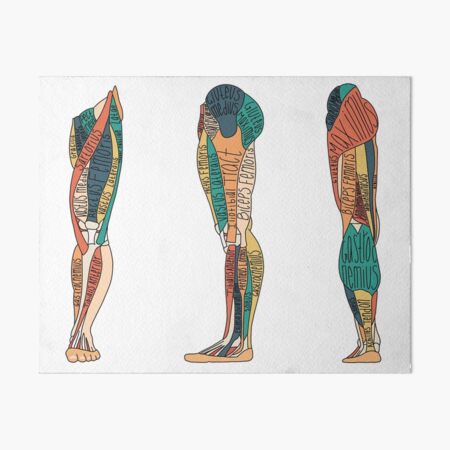 Medical illustration of human leg muscles, four side views Solid-Faced  Canvas Print