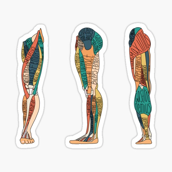Labeled Leg Muscle Anatomy  Sticker