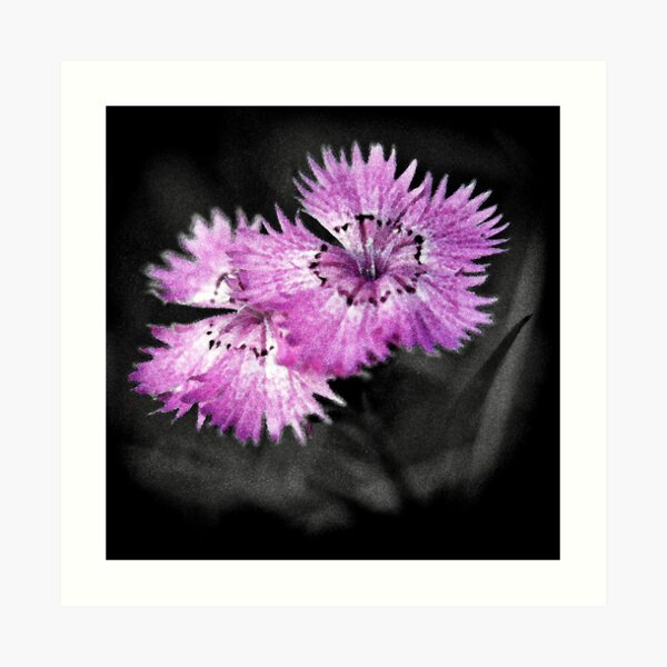 Dianthus Art Print