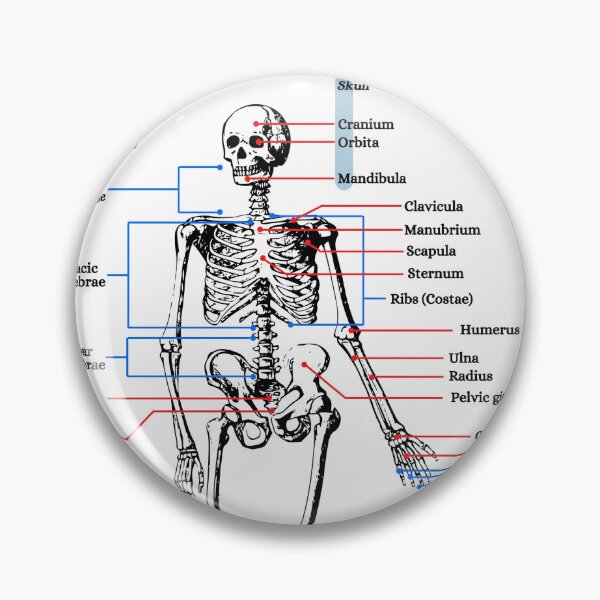 Item preview, The Human Skeleton, anatomy, vintage designed and sold by DeVeauDesign.