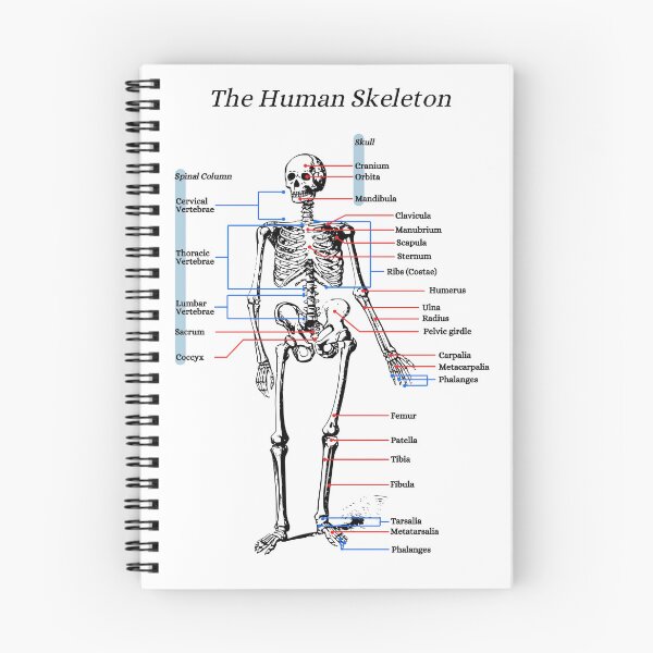 Item preview, The Human Skeleton, anatomy, vintage designed and sold by DeVeauDesign.