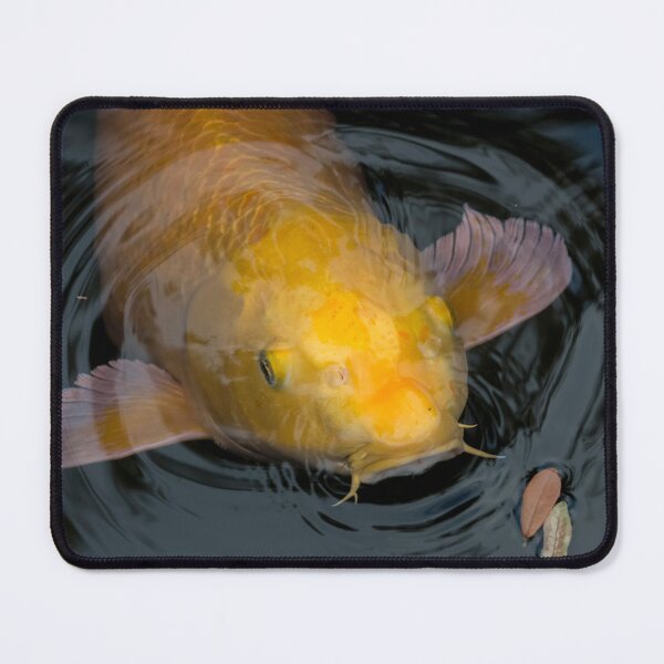 Item preview, Close Up of Single Large Yellow Koi Fish with Whiskers designed and sold by KbytesOfJax Outdoor and Nature.