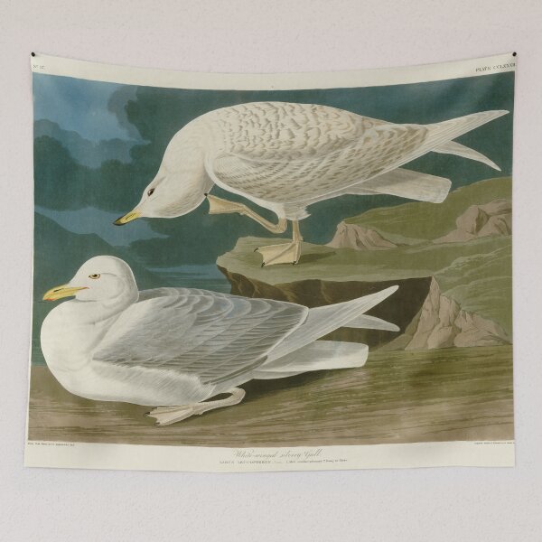 Item preview, White-winged silvery Gull by John James Audubon designed and sold by Natural History Prints.