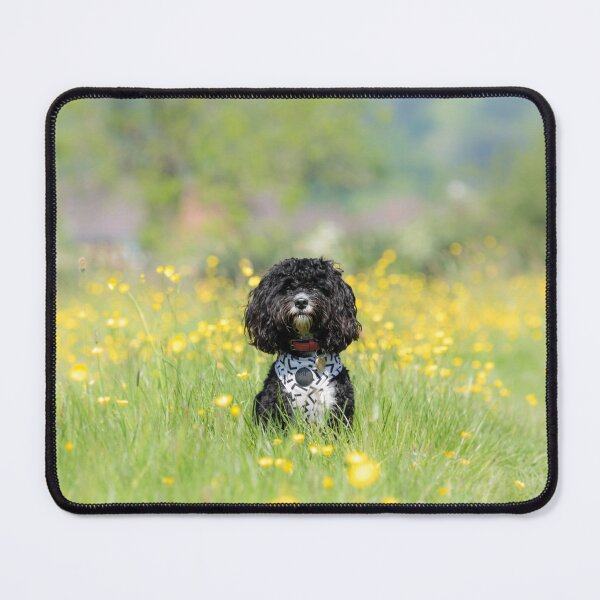 Item preview, Cavapoo in a Meadow designed and sold by Jane Stanley Photography.