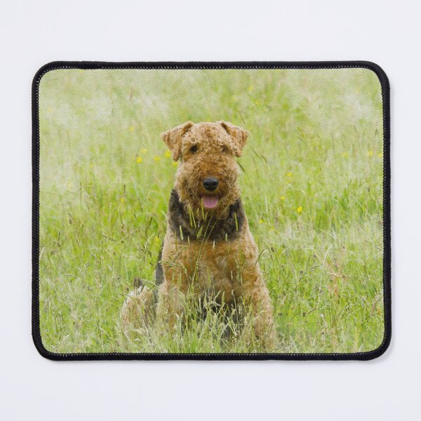 Item preview, Airedale Terrier Watercolour Photograph designed and sold by Jane Stanley Photography.