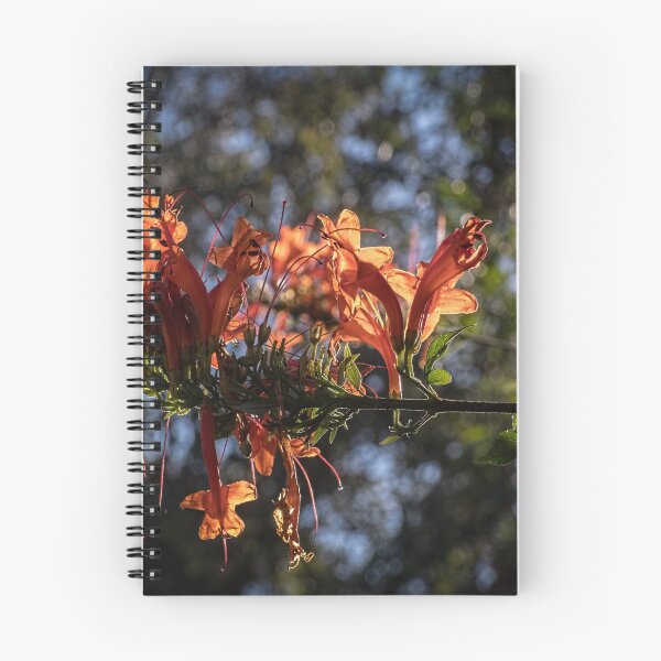 Item preview, Contre Jour, Orange flowers Leith Park 20170522 0587  designed and sold by Fred Mitchell.