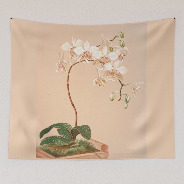 Item preview, Moth Orchid designed and sold by Twisted Wick.