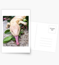Albinio Blotched Bluetongue Postcards