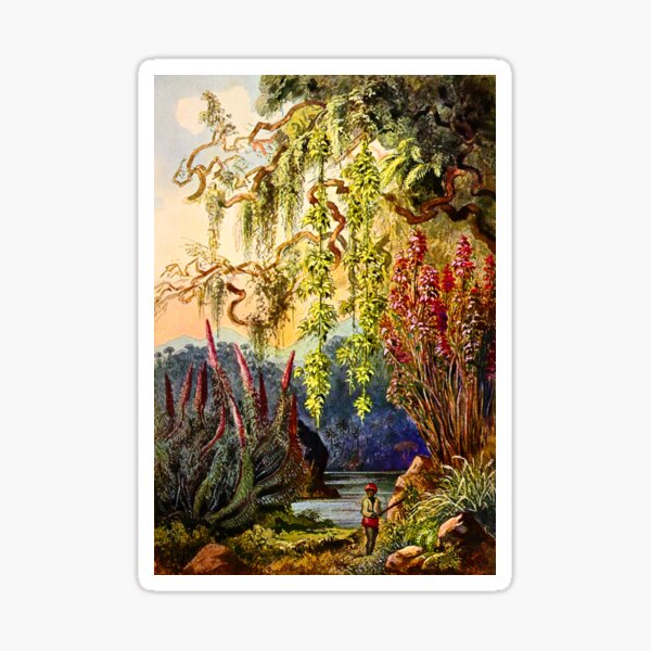 Nillu bushes and hanging bamboos Ceylon highlands Ernst haeckel Sticker