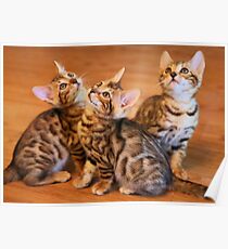 Bengal Kittens Posing Poster