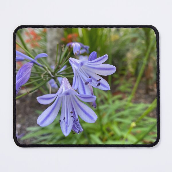 Item preview, Blue and White African Lily Flowers designed and sold by Sinemathk.