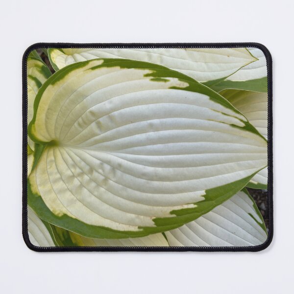 Item preview, White Leaf with Green Edges designed and sold by Sinemathk.