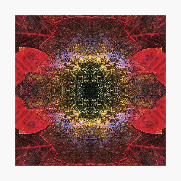 Red Turtle Photographic Print