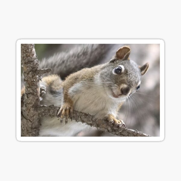 Pine Squirrel Sticker