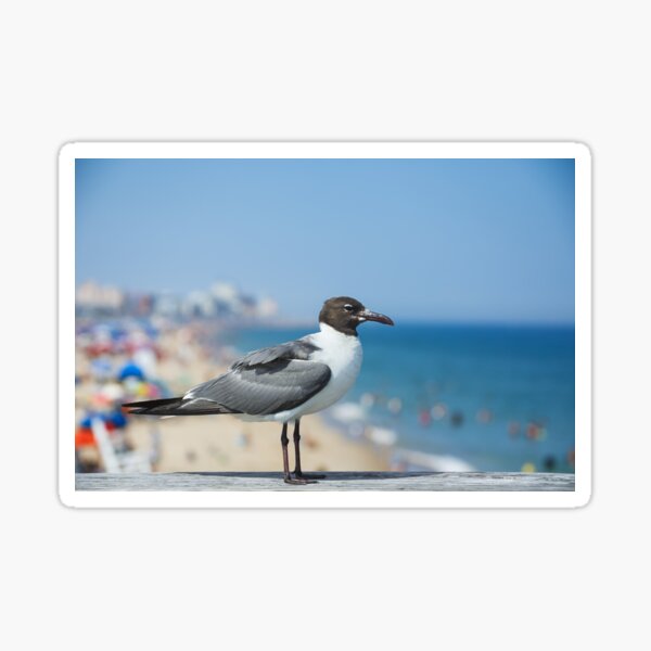 Item preview, Seagull on the Pier in Ocean City MD designed and sold by Leslie Banks.