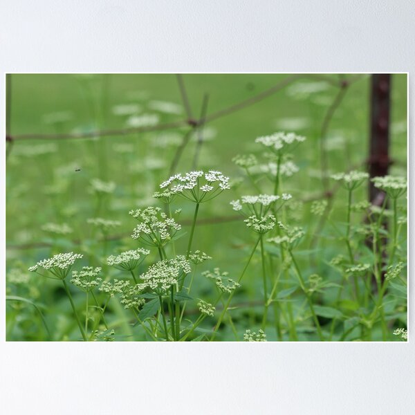 Item preview, Delicate Flowers designed and sold by Grace Marengo.