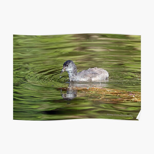 Dusky Moorhen - immature (557) Poster