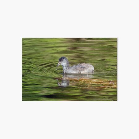 Dusky Moorhen - immature (557) Art Board Print