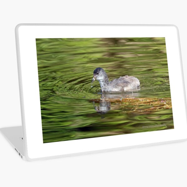 Dusky Moorhen - immature (557) Laptop Skin