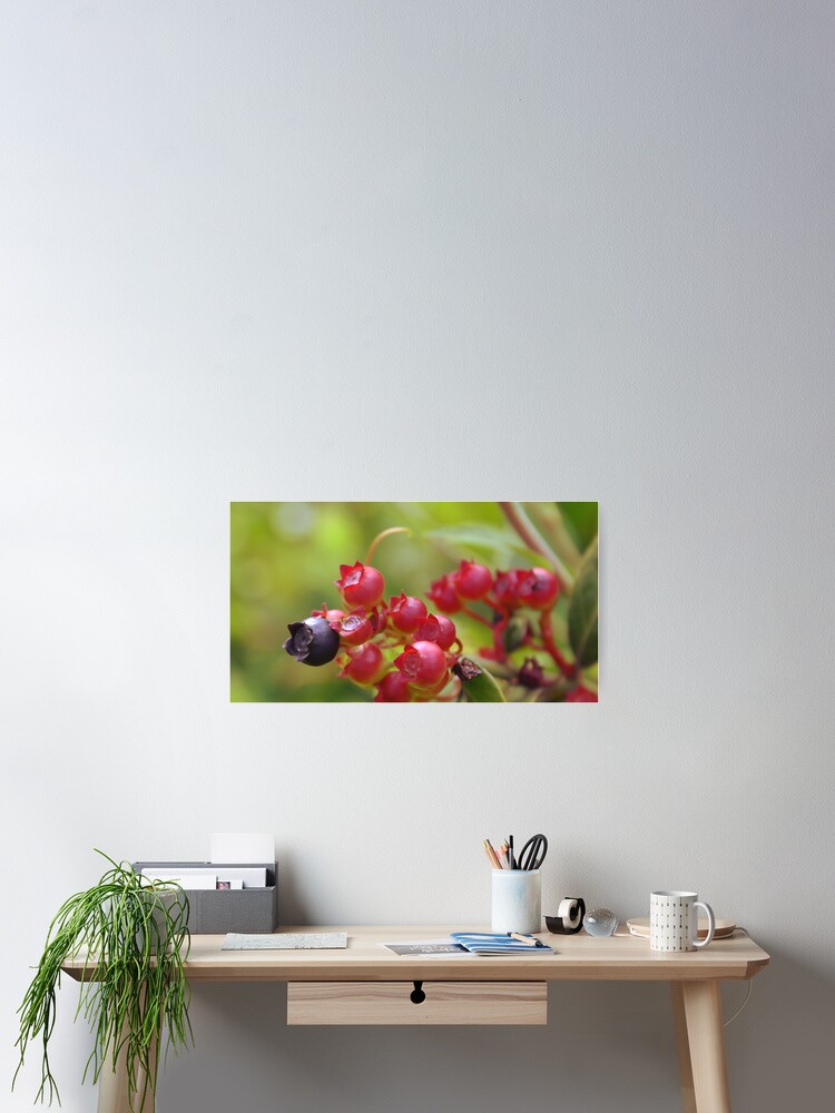 Thumbnail 2 of 3, Poster, Red Blueberries designed and sold by MMerritt.