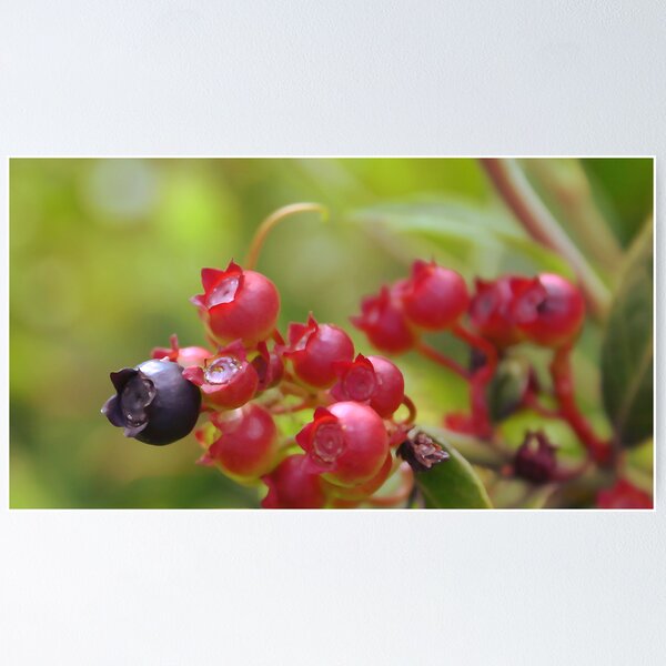 Item preview, Red Blueberries designed and sold by MMerritt.